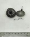 Click for 1 image(s) for this accession. FRUIT